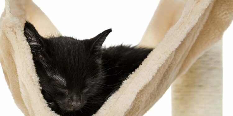 Comment éviter que le chat fasse ses griffes sur le canapé ?