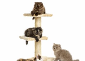 Comment eviter que les chats fassent leurs griffes ?