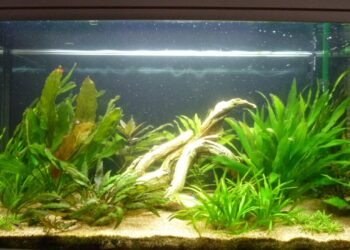 Comment éviter que les poissons mangent les plantes ?