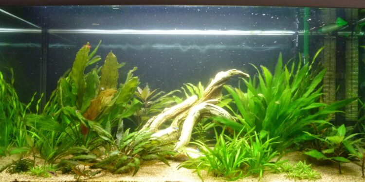 Comment éviter que les poissons mangent les plantes ?