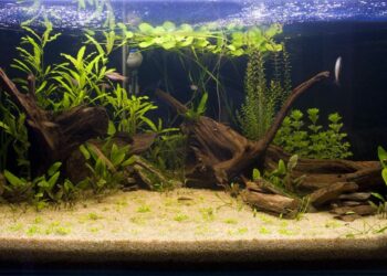 Comment éviter que les poissons mangent les plantes ?