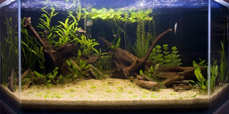 Comment éviter que les poissons mangent les plantes ?