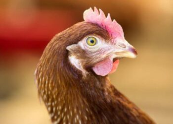 Comment exciter une poule ?