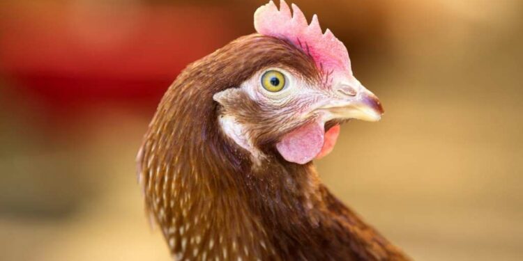 Comment exciter une poule ?