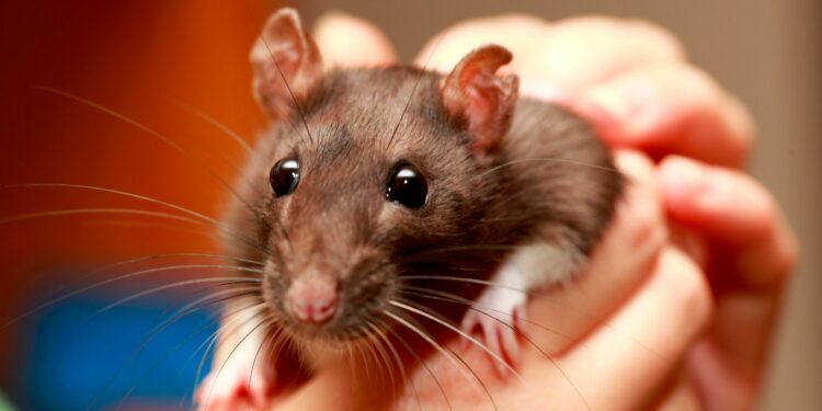 Comment fabriquer des accessoires pour rats ?