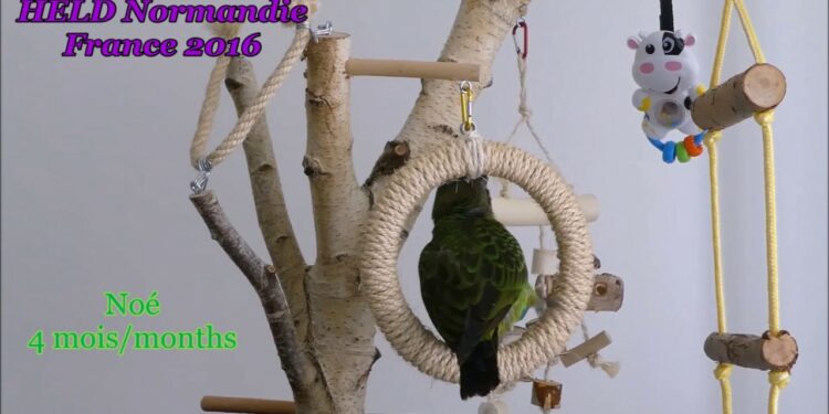 Comment fabriquer des jeux pour perroquet ?