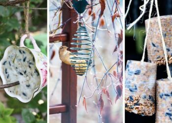 Comment fabriquer des jeux pour perroquet ?