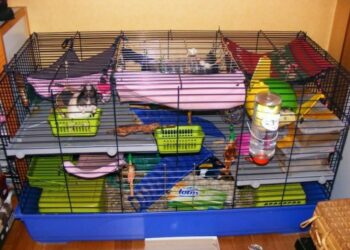Comment fabriquer des jouets pour rats ?
