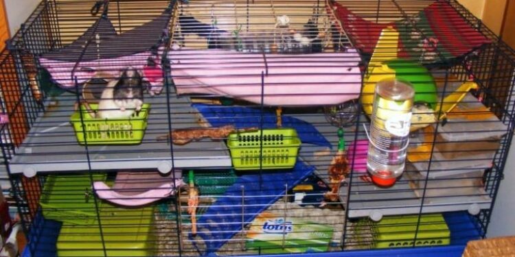 Comment fabriquer des jouets pour rats ?