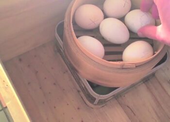 Comment fabriquer sa propre couveuse ?