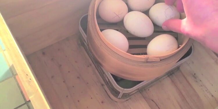 Comment fabriquer sa propre couveuse ?