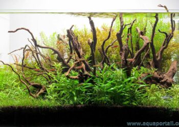 Comment fabriquer un aquarium en plastique ?