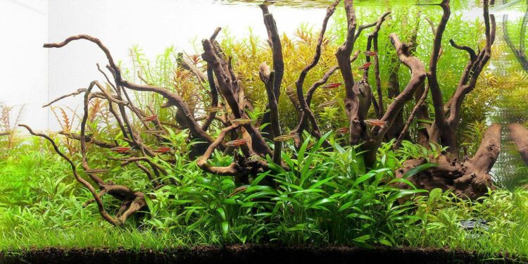 Comment fabriquer un aquarium en plastique ?