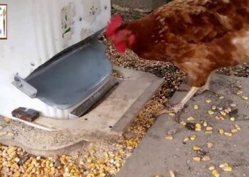 Comment fabriquer un distributeur de graines pour poules ?