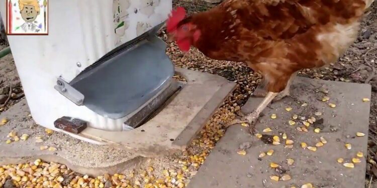 Comment fabriquer un distributeur de graines pour poules ?