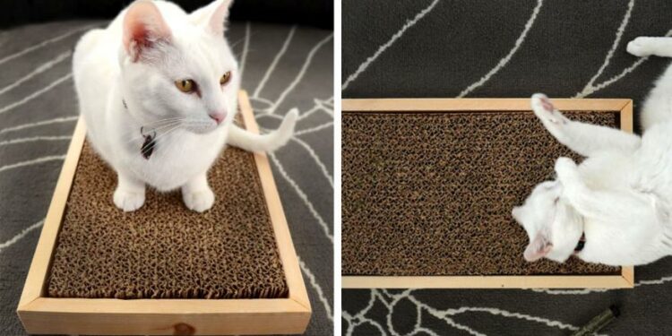 Comment fabriquer un grattoir pour chat ?