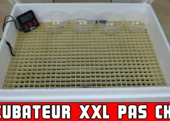 Comment fabriquer un incubateur maison simple pour poussins ?