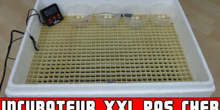 Comment fabriquer un incubateur maison simple pour poussins ?