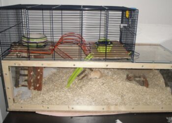 Comment fabriquer un jouet pour gerbille ?