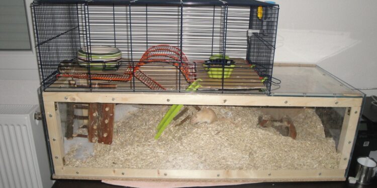 Comment fabriquer un jouet pour gerbille ?