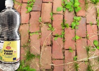 Comment fabriquer un piège à Suisse ?