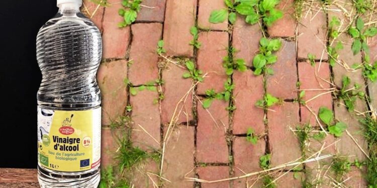 Comment fabriquer un piège à Suisse ?