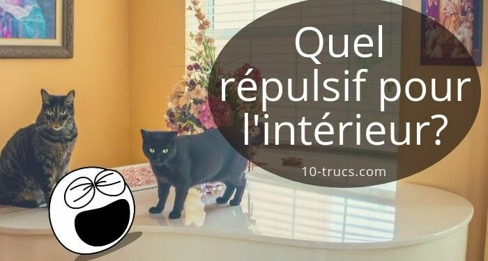 Comment fabriquer un répulsif pour chat ?
