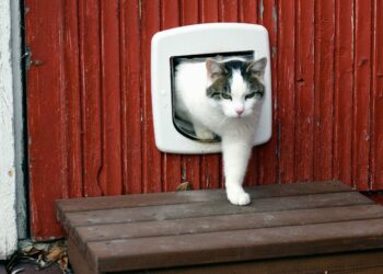 Comment fabriquer une chatière pour chat ?