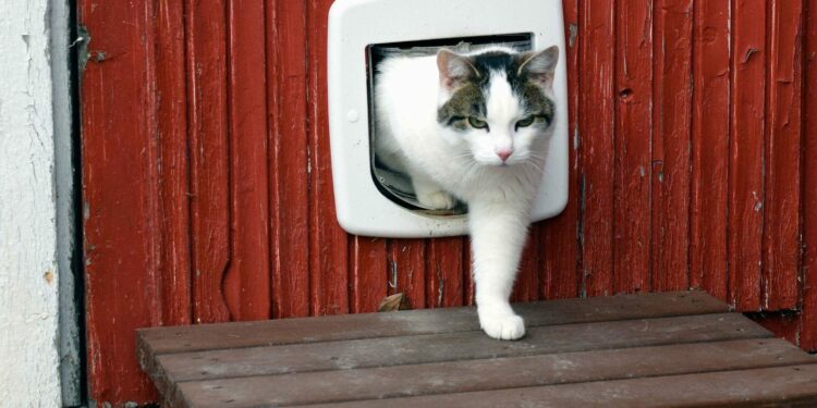 Comment fabriquer une chatière pour chat ?