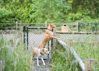 Comment fabriquer une clôture électrique ?