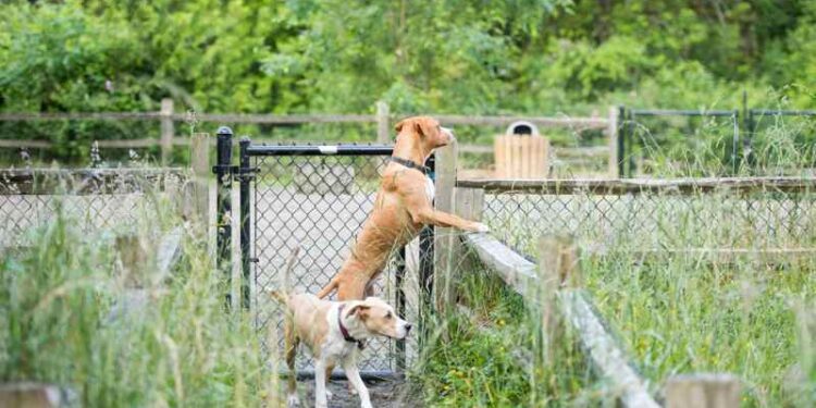 Comment fabriquer une clôture électrique ?