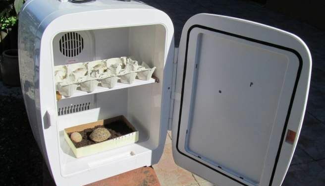 Comment fabriquer une couveuse sans thermostat ?