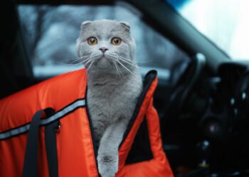 Comment faire 10h de route avec un chat ?