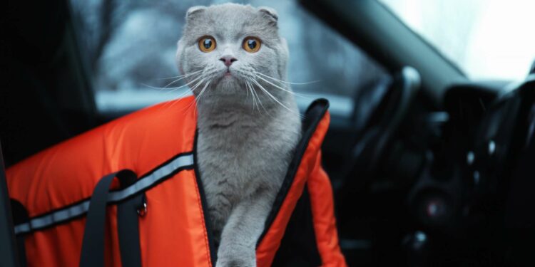 Comment faire 10h de route avec un chat ?