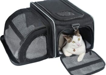 Comment faire 8h de route avec un chat ?