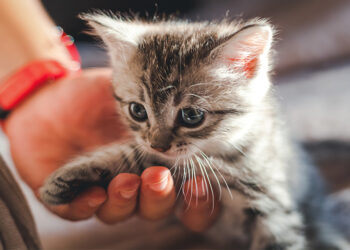 Comment faire accepter un chaton à un vieux chat ?