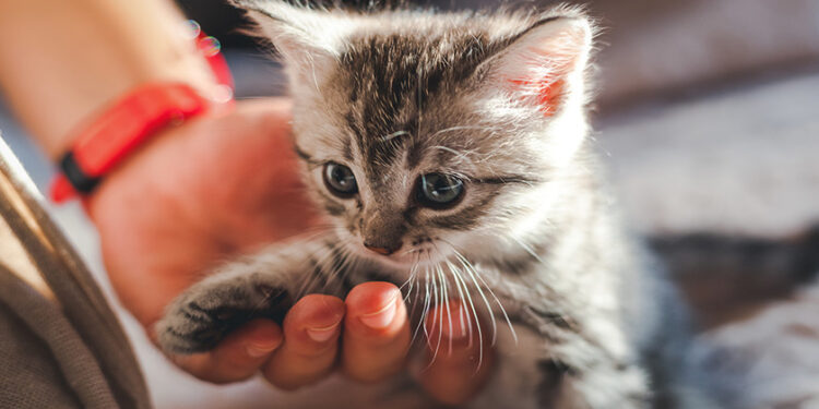 Comment faire accepter un chaton à un vieux chat ?