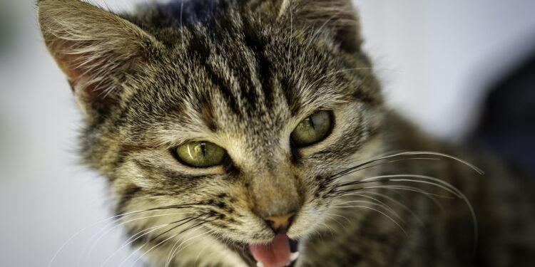 Comment faire accepter un chaton à un vieux chat ?