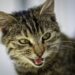 Comment faire accepter un chaton à un vieux chat ?