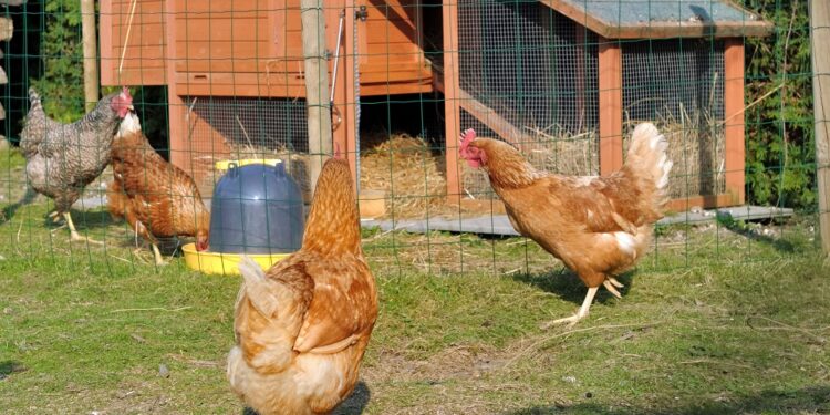 Comment faire accepter une nouvelle poule ?