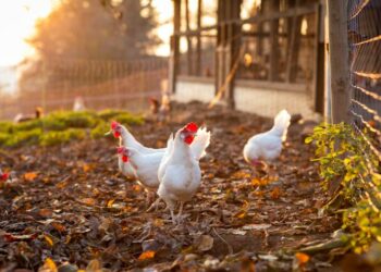 Comment faire accepter une nouvelle poule dans un poulailler ?