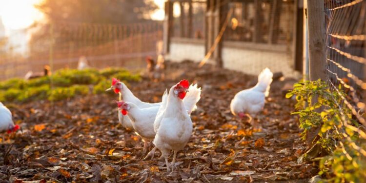 Comment faire accepter une nouvelle poule dans un poulailler ?