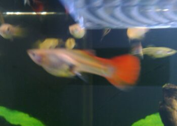 Comment faire accoucher un poisson ?