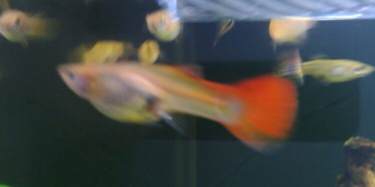 Comment faire accoucher un poisson ?