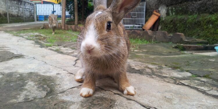 Comment faire arrêter un lapin de taper du pied ?