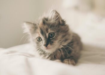 Comment faire avec un chaton de 2 mois ?
