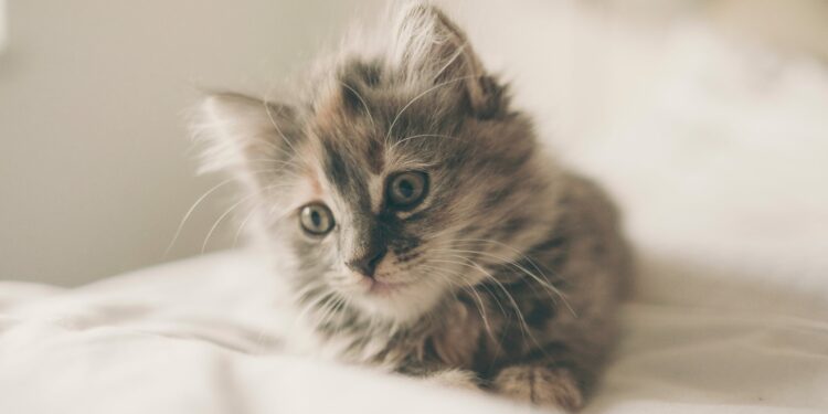 Comment faire avec un chaton de 2 mois ?