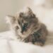 Comment faire avec un chaton de 2 mois ?