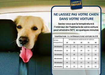 Comment faire baisser la température d'un chien ?