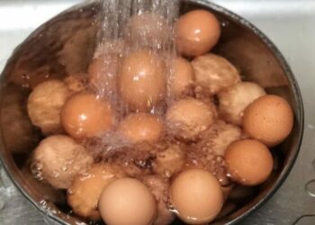 Comment faire baisser le taux d'humidité dans une couveuse ?